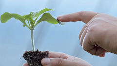 发展周期为一个月